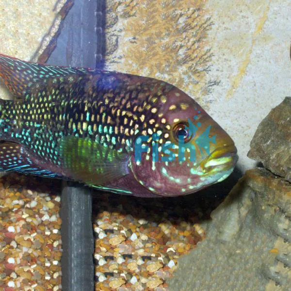 Jack dempsey cichlid care hotsell