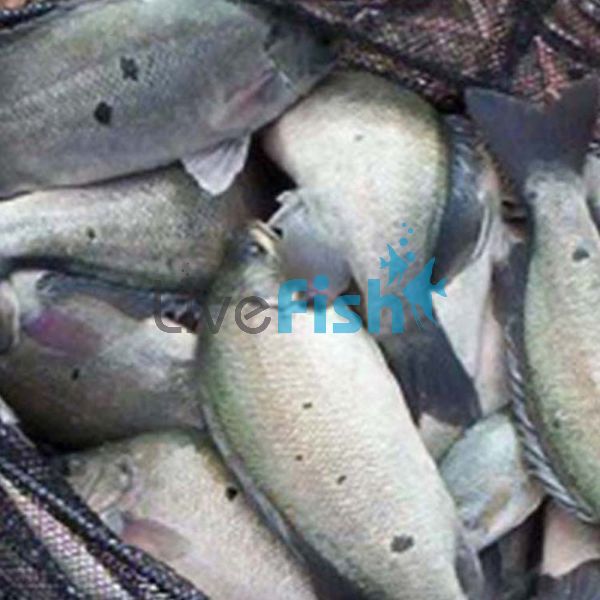 100 x Jade - Perch 4cm