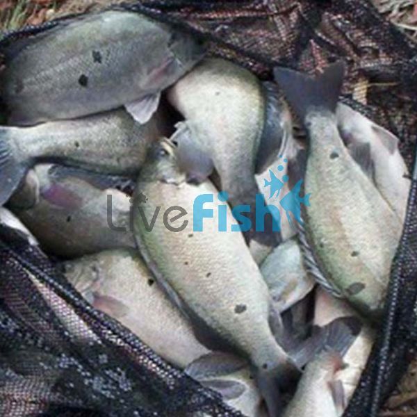 500x Jade Perch 3-4cm