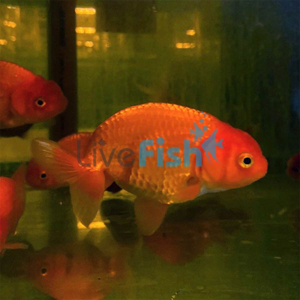 Japan Red Ranchu 9cm