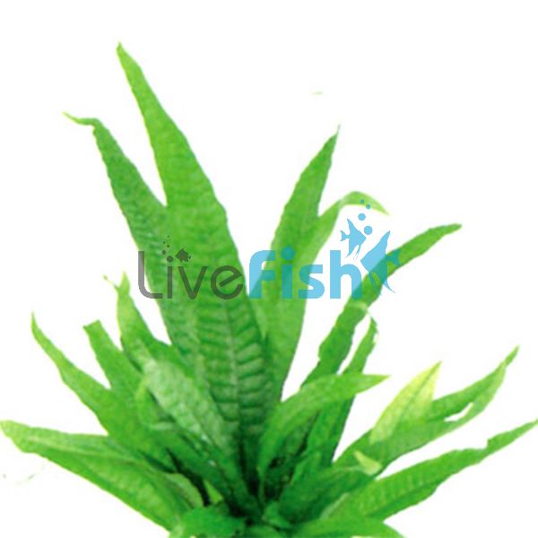 Java Fern Large