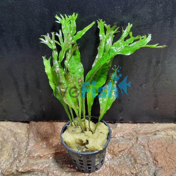 Java Fern - Crested Pot
