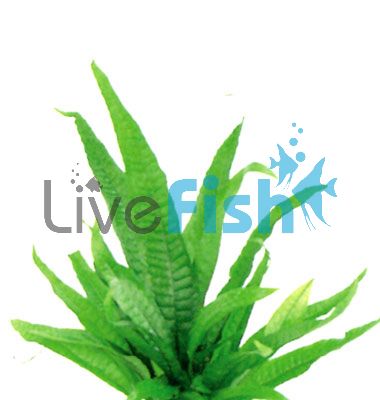 Java Fern - Medium