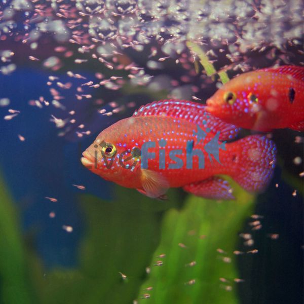 Red Forest Jewel 4cm