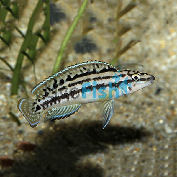 Julidochromis Marlieri 3.5cm