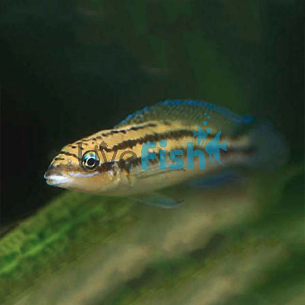 Julidochromis Dickfeldi 4cm