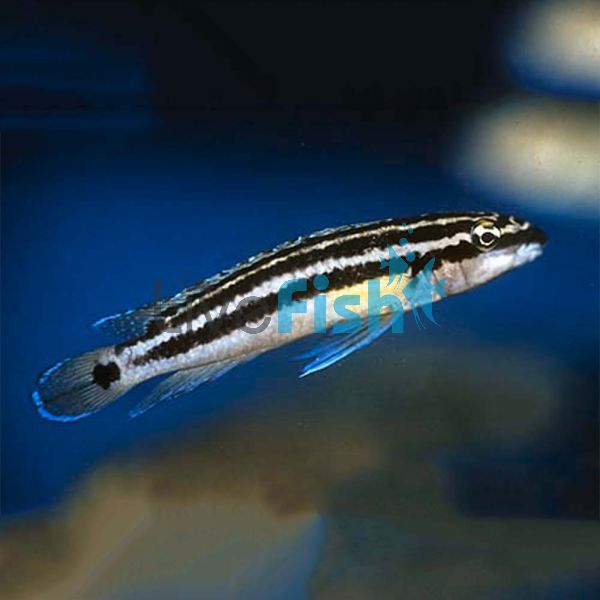 Ornatus 4cm