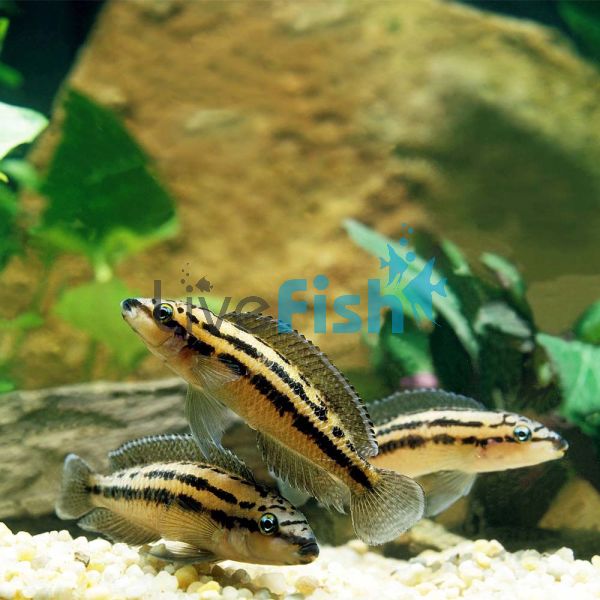 Julidochromis Dickfeldi 3cm