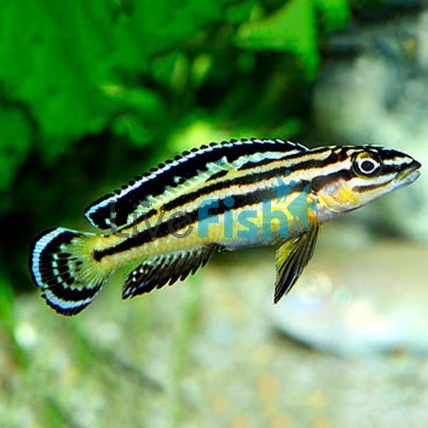 Julidochromis Regani 3cm