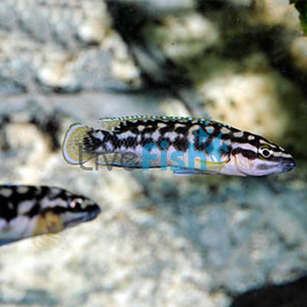 Julidochromis Marliere Gombe 3.5cm