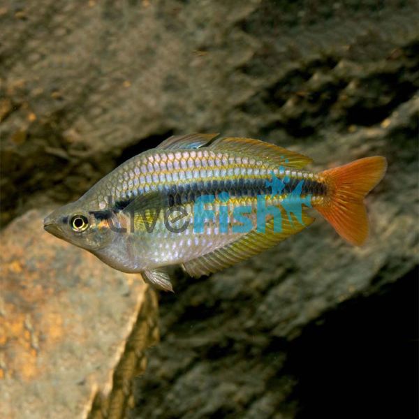 Kambolgie Creek Rainbow 4.5cm