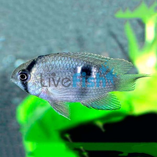 Keyhole Cichlid 7cm