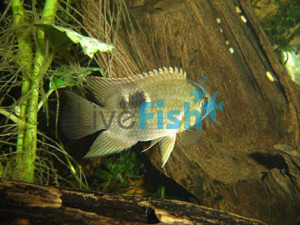 Keyhole Cichlid 5cm 