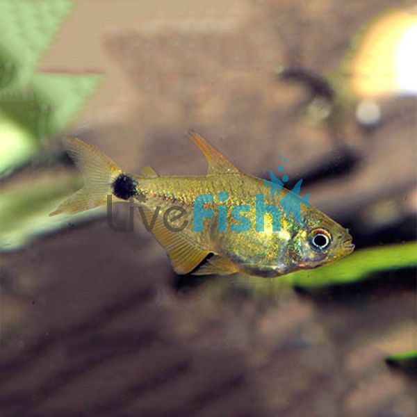 Kitty Tetra 2.5cm