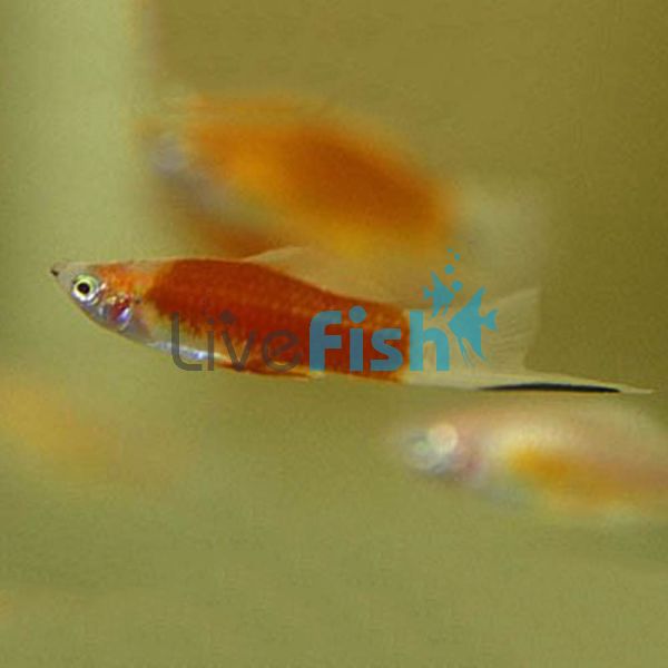 Kohaku Koi Swordtail 5cm