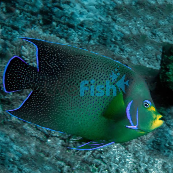 Angelfish Koran Adult - XLG