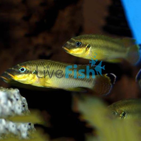 Kribensis Striped Yellow Nigerian 3.5cm