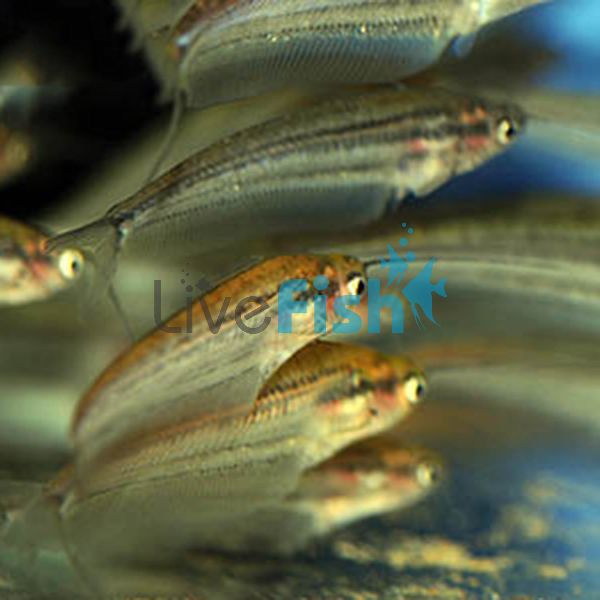 Striped Glass Catfish 5cm