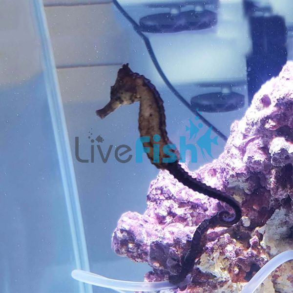 Kuda Seahorse 5cm