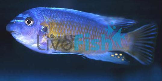 Labeotropheus Fuelleborni 4cm