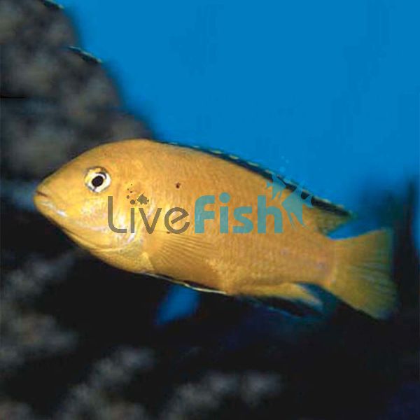 Electric Yellow 7cm