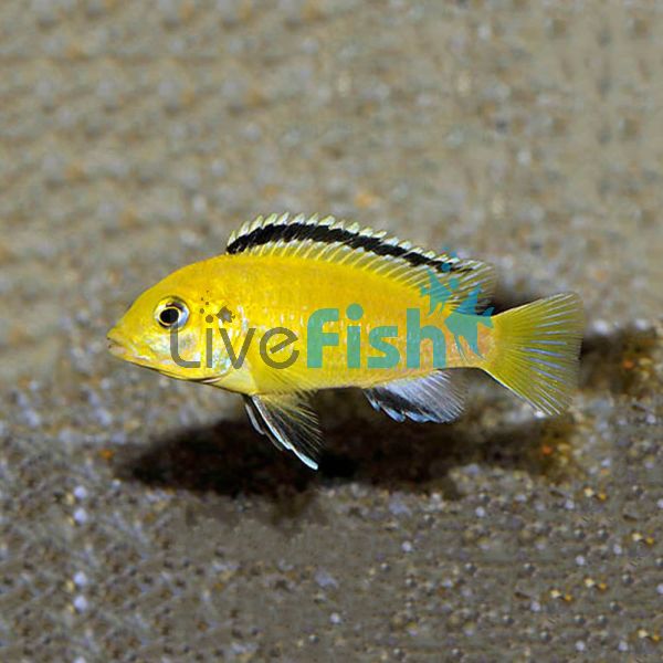 Electric Yellow Australian Bred 3.5cm