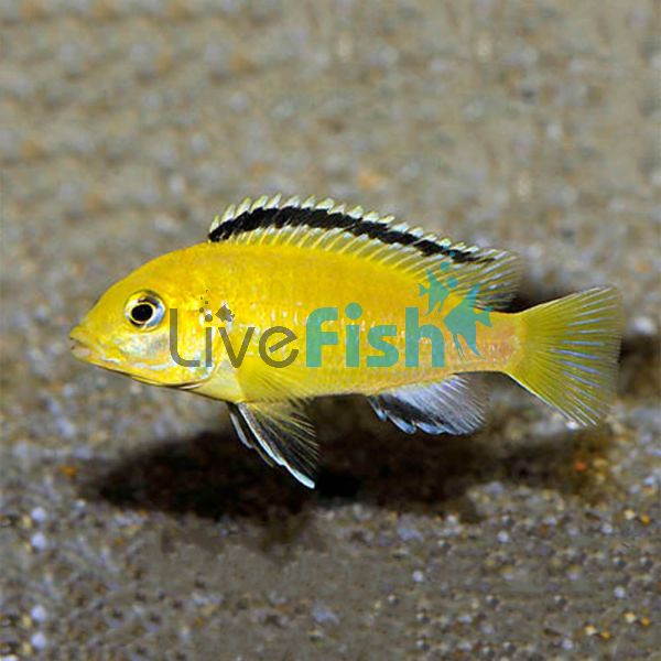 Electric Yellow Australian Bred 5cm 