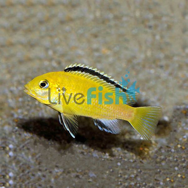 Electric Yellow 4cm - Australian Bred