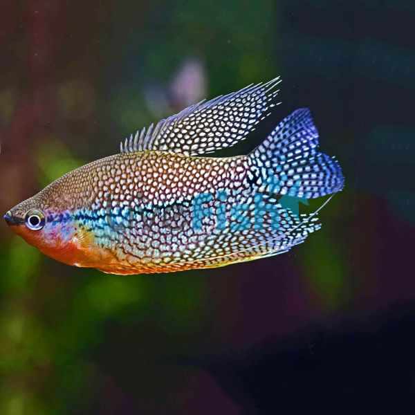 Lace Pearl Gourami 7cm