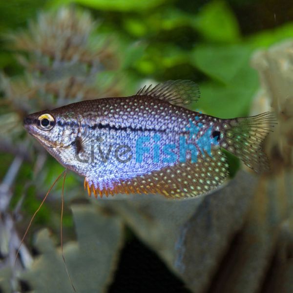 Lace Pearl Gourami 5cm