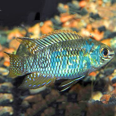 Laetacara Curviceps 3.5cm