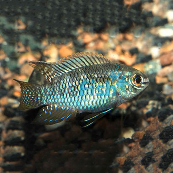 Curviceps Laetacara Curviceps 