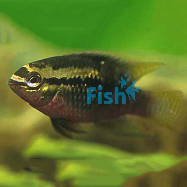 Red-Breasted Flag Cichlid 2.5cm