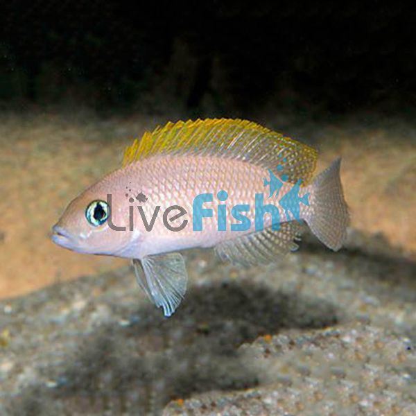 Lamprologus Caudopunctatus 3.5cm