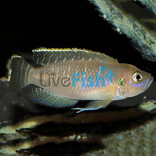 Neolamprologus Brevis 4cm