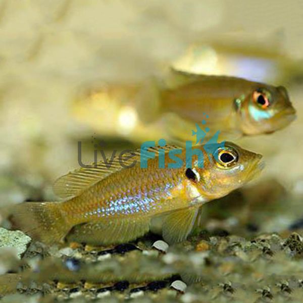 Lamprologus Ocellatus Gold 3.5cm 