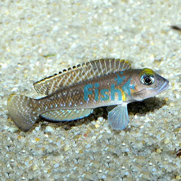 Lamprologus Ornatipinnis 3cm