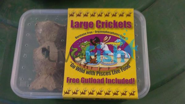 Crickets - Large 20mm,25-30 Per Tub