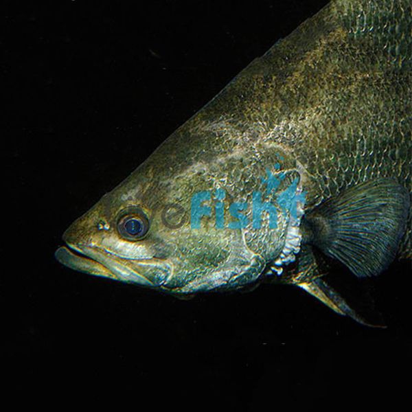 Barramundi 5cm