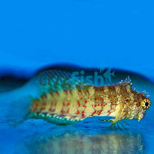 Lawnmower Blenny LGE