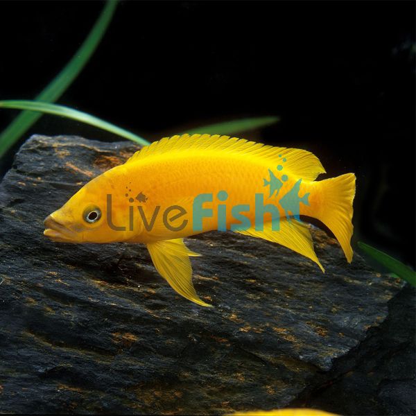 Lemon Cichlid 4cm