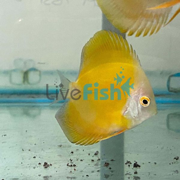 Lemon Discus 5cm