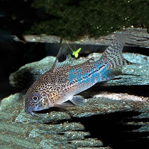 Julii Corydoras 3cm - Leopard