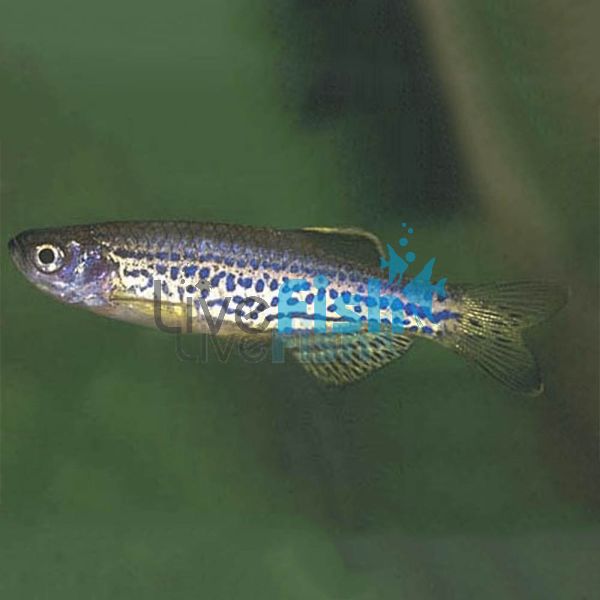 Leopard Danio 3cm