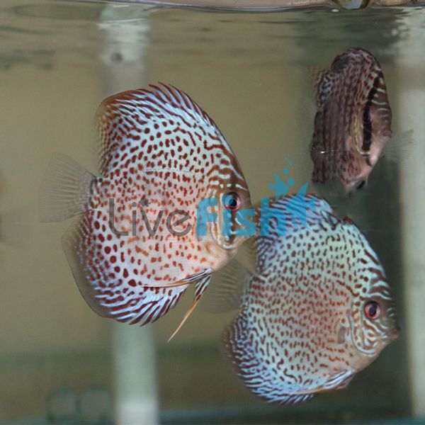 Leopard Discus 5cm