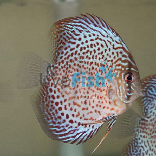 Leopard Discus 9cm