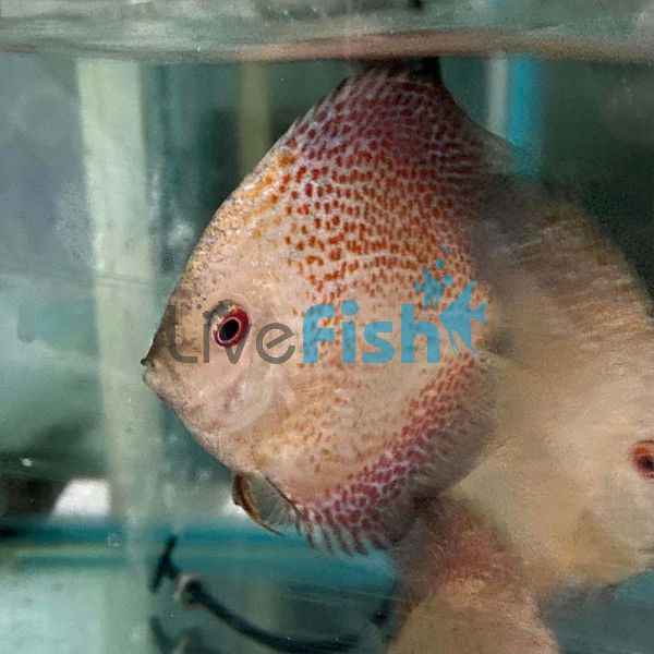 Leopard Snakeskin Eruption Discus 7cm