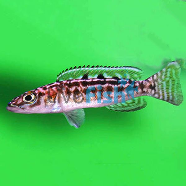 Lepidiolamprologus Elongatus 5cm