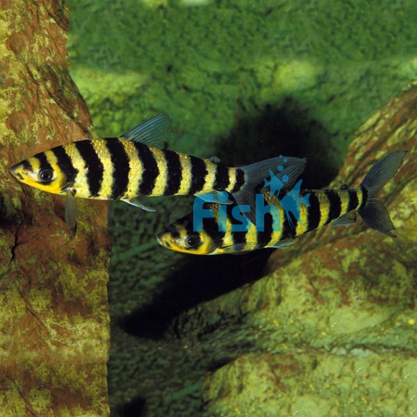 Leporinus Banded 6cm