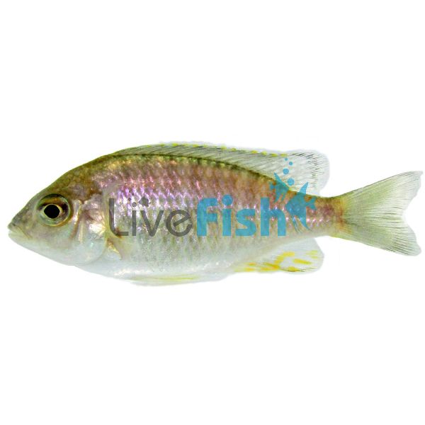 Lethrinops Gold Harbour Is - Monkey Bay 3.5cm
